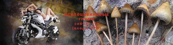 прущие грибы Ижевск